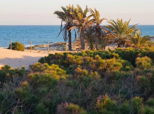 New Build - Apartment - Guardamar del Segura - Avda del Puerto